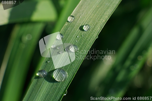 Image of Grass