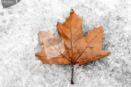 Image of Leaf