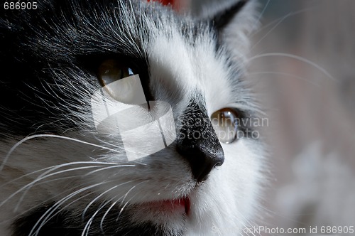 Image of Cat