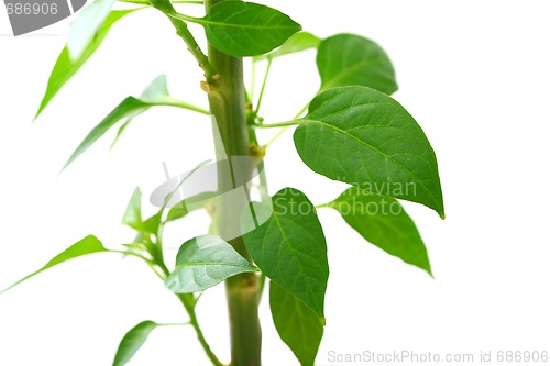 Image of Plant