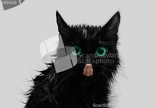 Image of Licking black cat