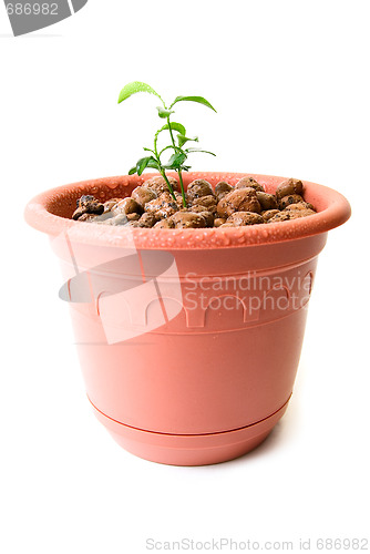 Image of Baby plant in small flower pot