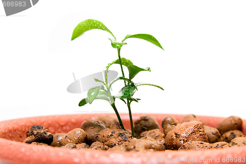 Image of Close-up of baby plant in small flower pot.