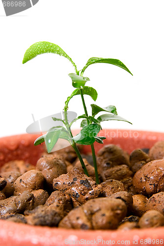 Image of Close-up of baby plant in small flower pot.