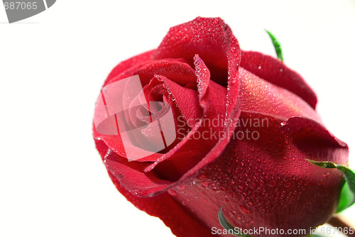 Image of Close-up of red rose