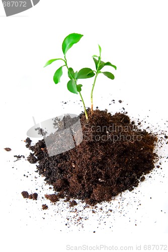 Image of Baby plant in soil