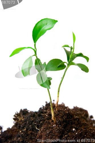 Image of Young plant with dirt