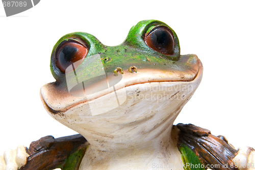 Image of frog macro