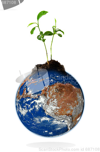 Image of Baby plant growing from the earth