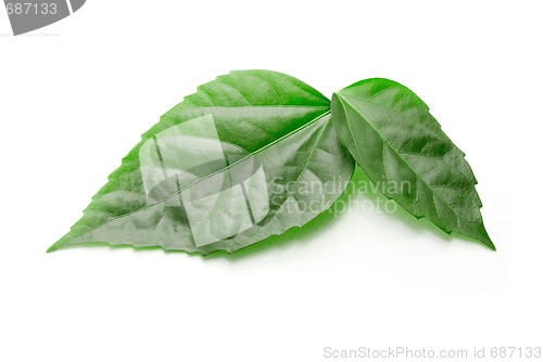 Image of Green leaves