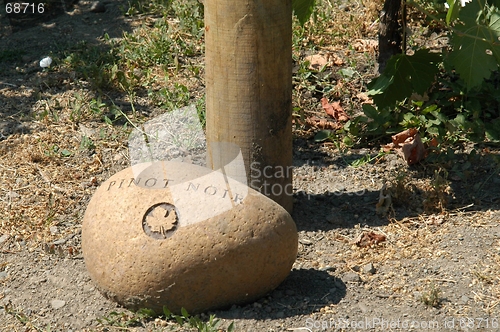 Image of Pinot Blanc vineyard
