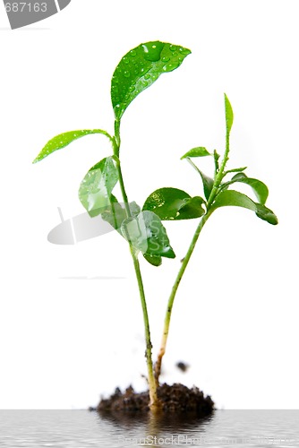 Image of Plant in soil