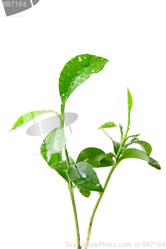 Image of Young green plant of orange tree 