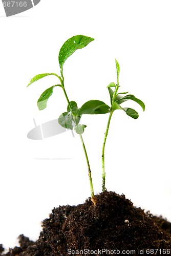 Image of Plant in soil