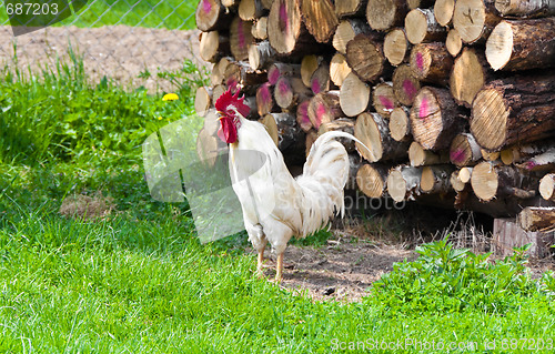 Image of Cock