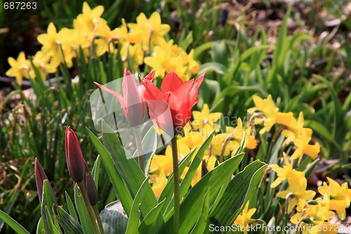 Image of Tulip (Tulipa)