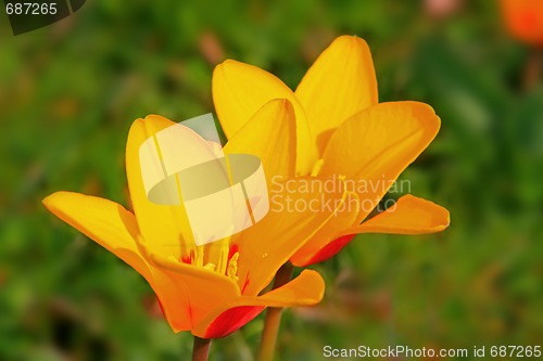 Image of Tulip (Tulipa)