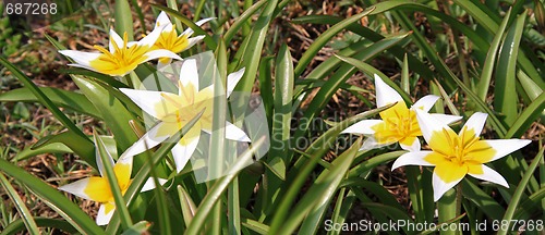 Image of Tulip (Tulipa)