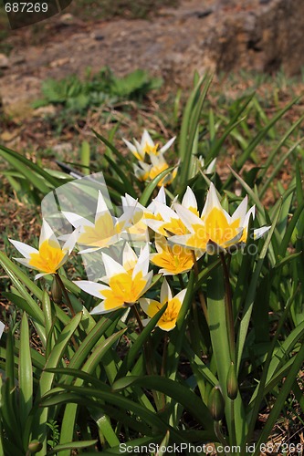 Image of Tulip (Tulipa)