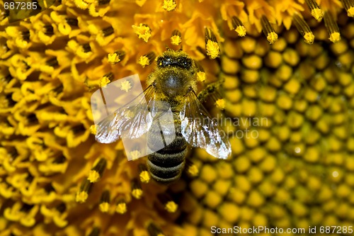 Image of bee working on a sunflower