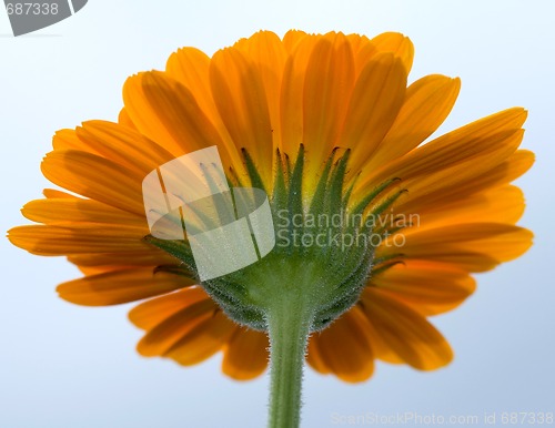 Image of back of a yellow gerbera flower