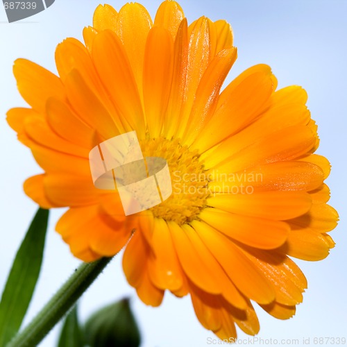 Image of Closeup photo of yellow daisy-gerbera