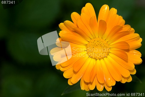 Image of picture of a beautiful yellow gerbera
