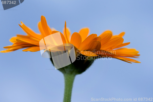 Image of A yellow Gerbera sunflower against blue sky
