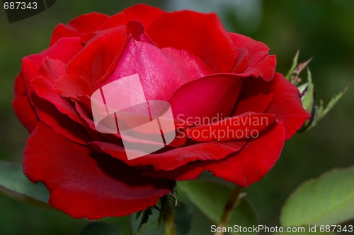 Image of macro picture of a bloomed red rose 