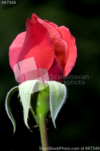 Image of macro picture of a pink rose