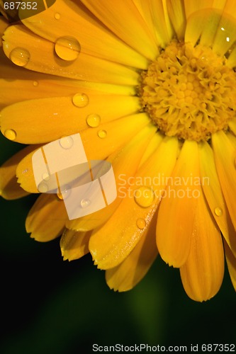 Image of closeup of yellow Gerbera Jamesonii Bolus flower
