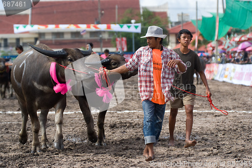 Image of Annual Buffalo Races in Chonbburi 2009