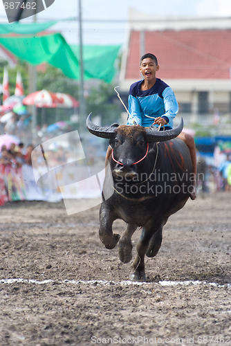 Image of Annual Buffalo Races in Chonburi 2009