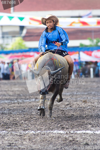 Image of Annual Buffalo Races in Chonburi 2009