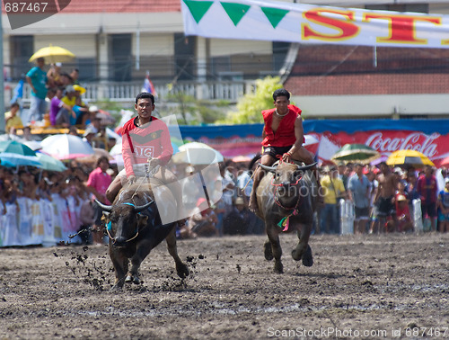 Image of Annual Buffalo Races in Chonburi 2009