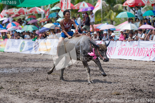 Image of Annual Buffalo Races in Chonburi 2009