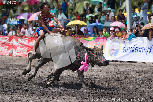 Image of Annual Buffalo Races in Chonburi 2009