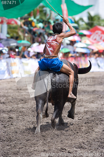 Image of Annual Buffalo Races in Chonburi 2009