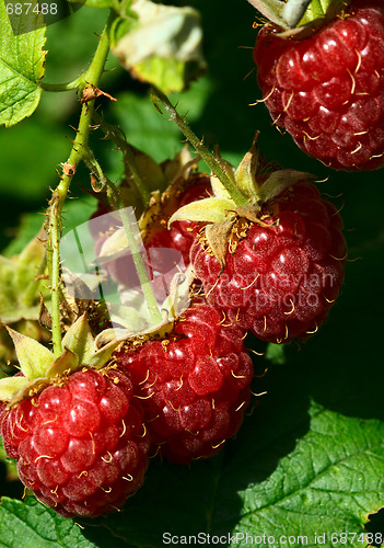 Image of Raspberry.