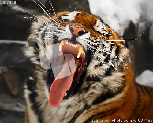 Image of Yawning tiger