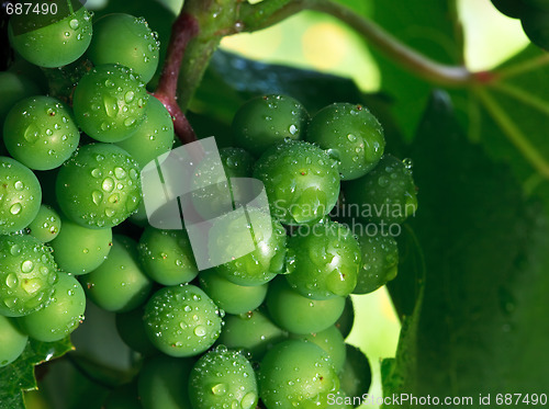 Image of Grape