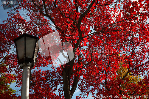 Image of Red autumn