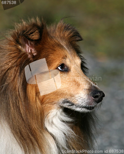 Image of Lassie dog
