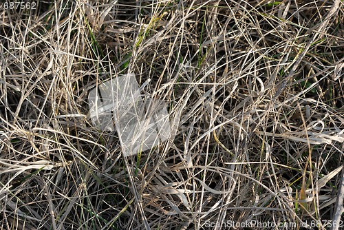 Image of Dry Grass