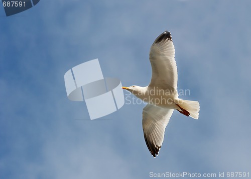 Image of Seagull