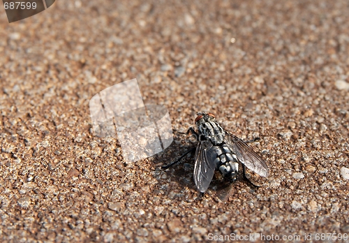 Image of Fly