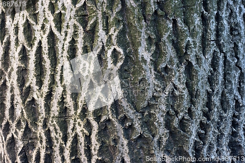 Image of Trunk