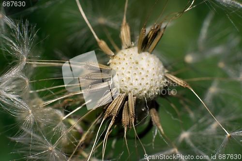 Image of Dandelion