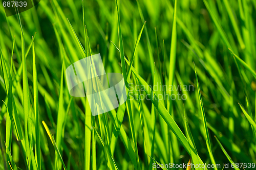 Image of Grass