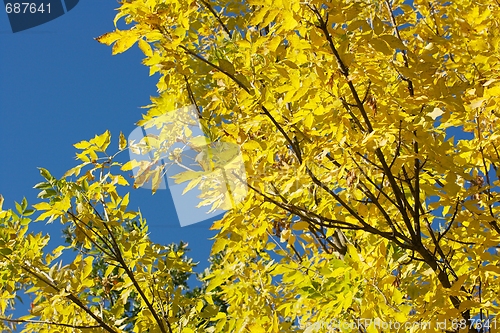 Image of Autumn Tree